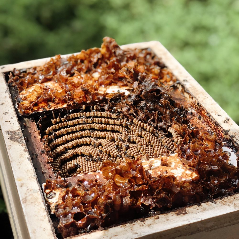 CHISWICK COLLAB / native bee honey + thyme